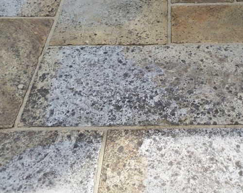 LIchens form dark spots, and often look like stains