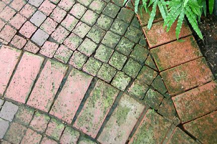 Moss and algae are usually green